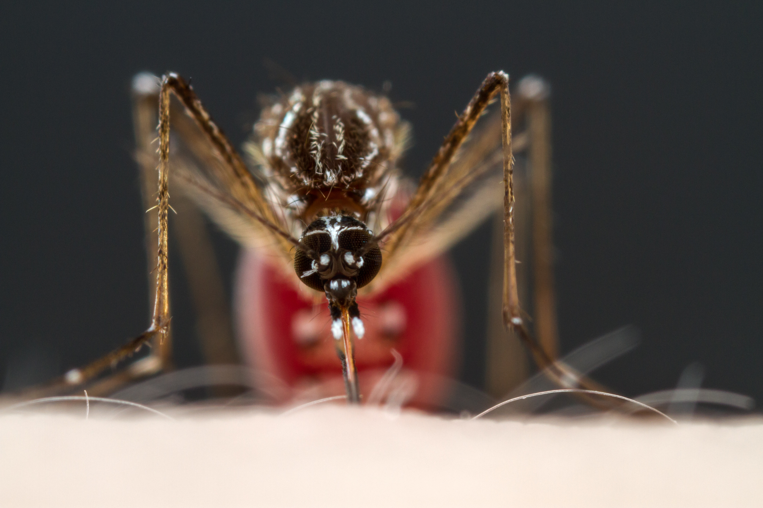 The Unbreakable Attraction of Mosquitoes to Humans