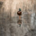 The Lame Duck