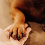The Dog’s Custody.